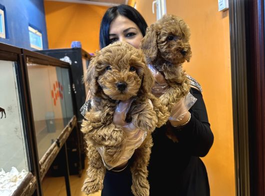 Orjinal Red Toy Poodle Yavrularım görsel