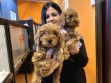 Orjinal Red Toy Poodle Yavrularım