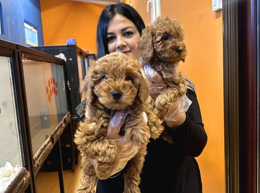 Orjinal Red Toy Poodle Yavrularım görsel