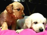 Golden Retrivers Yavruları Mama Ve Malzeme Kampanlali