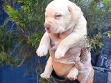 Çok Uygun Şartlarda 5 Aylik Di̇şi̇ Labrador Yavrular