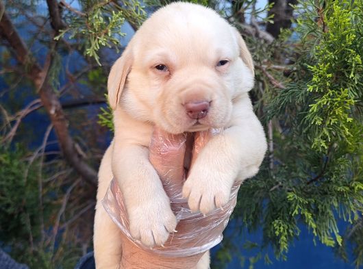 Çok Uygun Şartlarda 5 Aylik Di̇şi̇ Labrador Yavrular görsel
