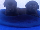 Çok Uygun Şartlarda 5 Aylik Di̇şi̇ Labrador Yavrular