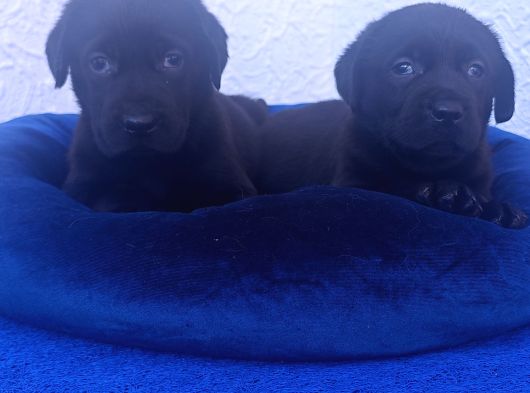 Çok Uygun Şartlarda 5 Aylik Di̇şi̇ Labrador Yavrular görsel