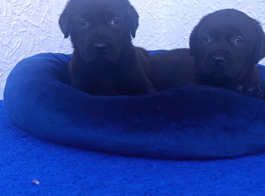 Çok Uygun Şartlarda 5 Aylik Di̇şi̇ Labrador Yavrular görsel