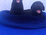 Çok Uygun Şartlarda 5 Aylik Di̇şi̇ Labrador Yavrular