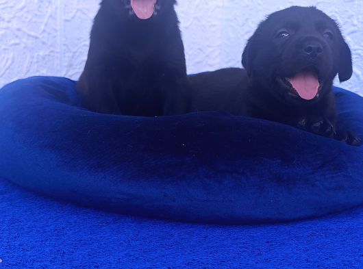 Çok Uygun Şartlarda 5 Aylik Di̇şi̇ Labrador Yavrular görsel