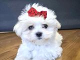 Maltese Terrier Safian En Kucuk Boy Yavrularimiz