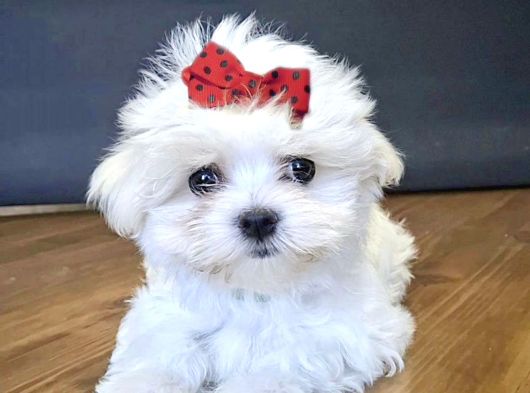Maltese Terrier Safian En Kucuk Boy Yavrularimiz görsel