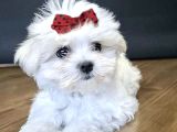 Maltese Terrier Safian En Kucuk Boy Yavrularimiz