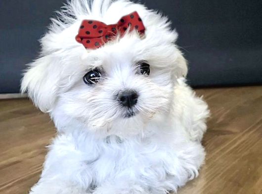 Maltese Terrier Safian En Kucuk Boy Yavrularimiz görsel