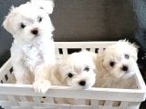 Maltese Terrier Safian En kucuk Boy Yavrularimiz