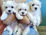Maltese Terrier Safian En Kucuk Boy Yavrularimiz