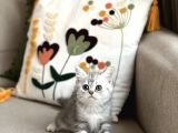 SEVİMLİ SURAT BRİTİSH SHORTHAİR YAVRUM