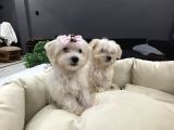 A Kalite Maltes Terrier Yavruları Büyümüyen Irk