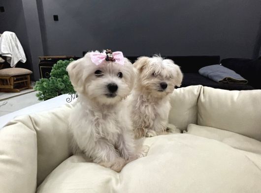 A Kalite Maltes Terrier Yavruları Büyümüyen Irk görsel