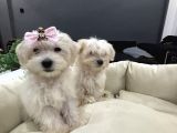 A kalite maltes terrier yavruları büyümüyen ırk