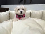 A Kalite Maltes Terrier Yavruları Büyümüyen Irk