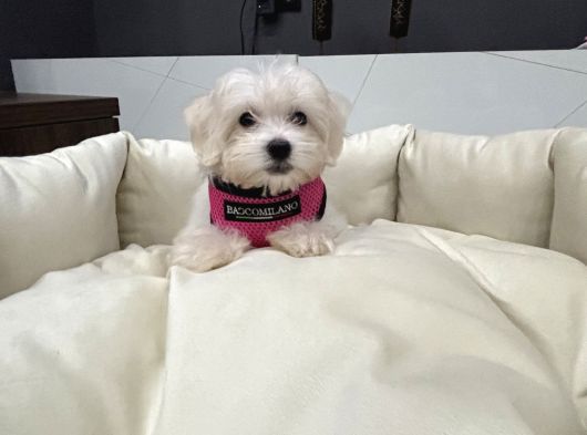 A Kalite Maltes Terrier Yavruları Büyümüyen Irk görsel