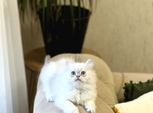 Irkinin En İyi̇si̇ Bri̇ti̇sh Longhai̇r Yavrum görsel