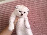 Scottish Fold Lynx Point