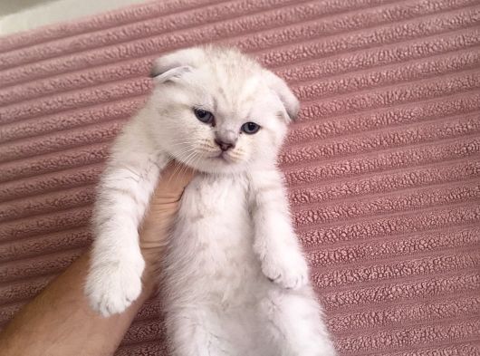 Scottish Fold Lynx Point görsel