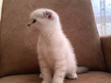 Scottish Fold Lynx Point