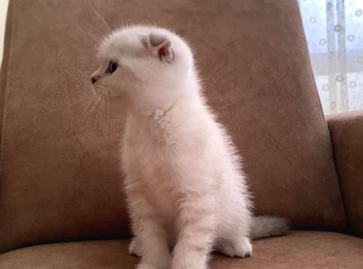 Scottish Fold Lynx Point görsel