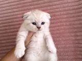 Scottish Fold lynx point