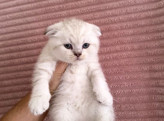 Scottish Fold Lynx Point