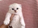 Scottish Fold Lynx Point