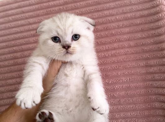 Scottish Fold Lynx Point görsel