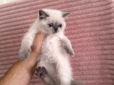 British Shorthair Blue Point Dişi