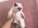 British Shorthair Blue Point Dişi