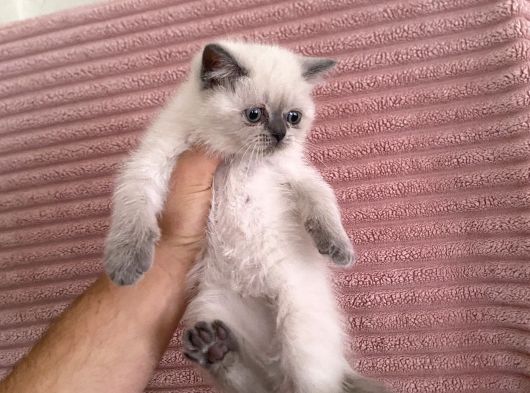 British Shorthair Blue Point Dişi görsel