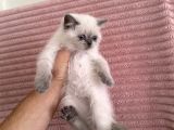 British Shorthair Blue Point Dişi