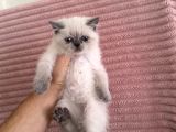 British shorthair blue point Dişi