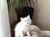 Mükemmel Kali̇te Bri̇ti̇sh Shorthai̇r Si̇lver Poi̇nt