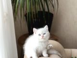 MÜKEMMEL KALİTE BRİTİSH SHORTHAİR SİLVER POİNT