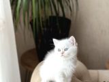 Mükemmel Kali̇te Bri̇ti̇sh Shorthai̇r Si̇lver Poi̇nt