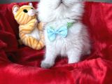 Pofuduk British Longhair Yavrular - Ayı Kafa Scottish Fold