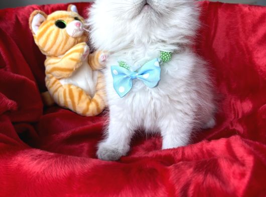 Pofuduk British Longhair Yavrular - Ayı Kafa Scottish Fold görsel