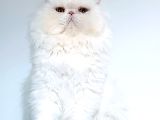Kedi Lerim  Ile Ilgili Bilgi Için Lütfen Arayın