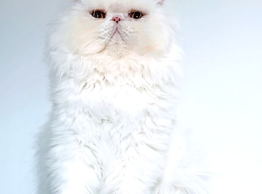 Kedi Lerim  Ile Ilgili Bilgi Için Lütfen Arayın görsel