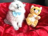 Pofuduk British Longhair Yavrular - Ayı kafa Scottish Fold