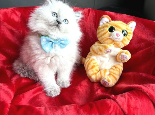 Pofuduk British Longhair Yavrular - Ayı Kafa Scottish Fold