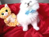 Pofuduk British Longhair Yavrular - Ayı Kafa Scottish Fold