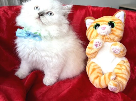 Pofuduk British Longhair Yavrular - Ayı Kafa Scottish Fold görsel