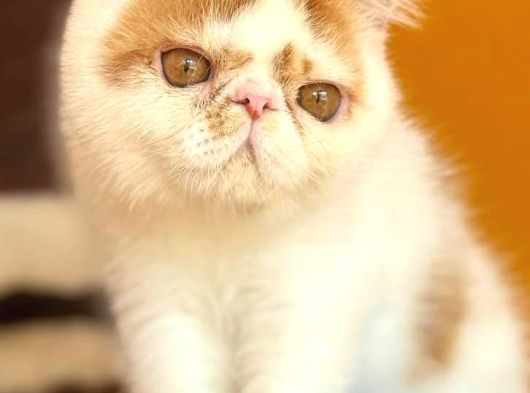 Kedi Lerim  Ile Ilgili Bilgi Için Lütfen Arayın görsel