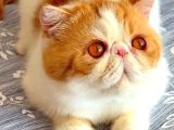 Kedi Lerim  Ile Ilgili Bilgi Için Lütfen Arayın